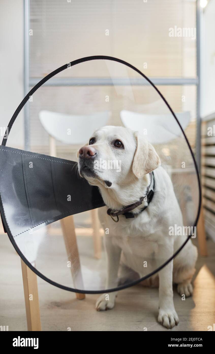 Portrait vertical complet du chien blanc du Labrador portant un collier de protection lorsqu'il est assis dans la salle d'attente à la clinique vétérinaire, espace de copie Banque D'Images