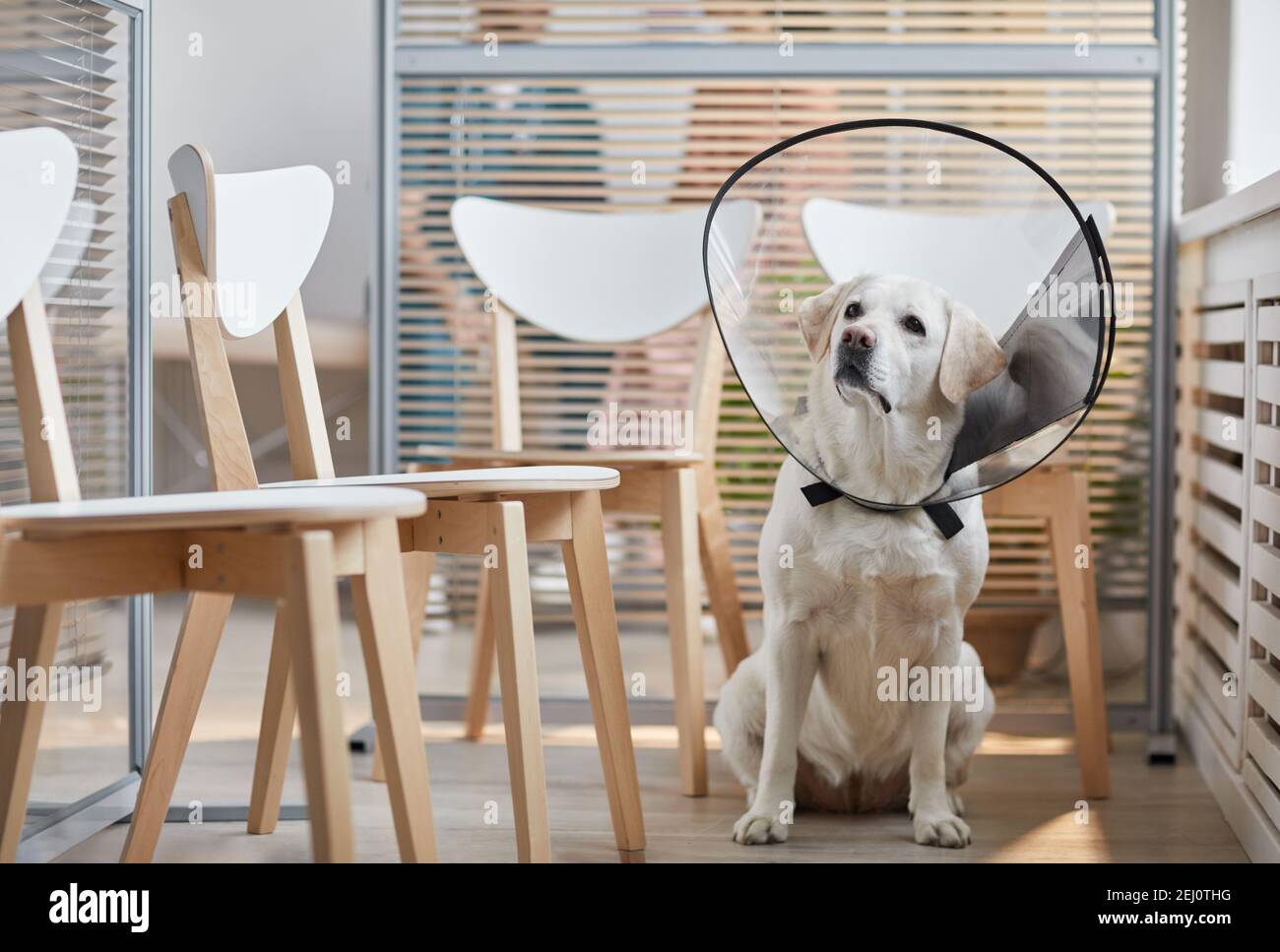 Portrait en longueur d'un chien blanc du Labrador portant un collier de protection lorsqu'il est assis dans la salle d'attente à la clinique vétérinaire, espace de copie Banque D'Images
