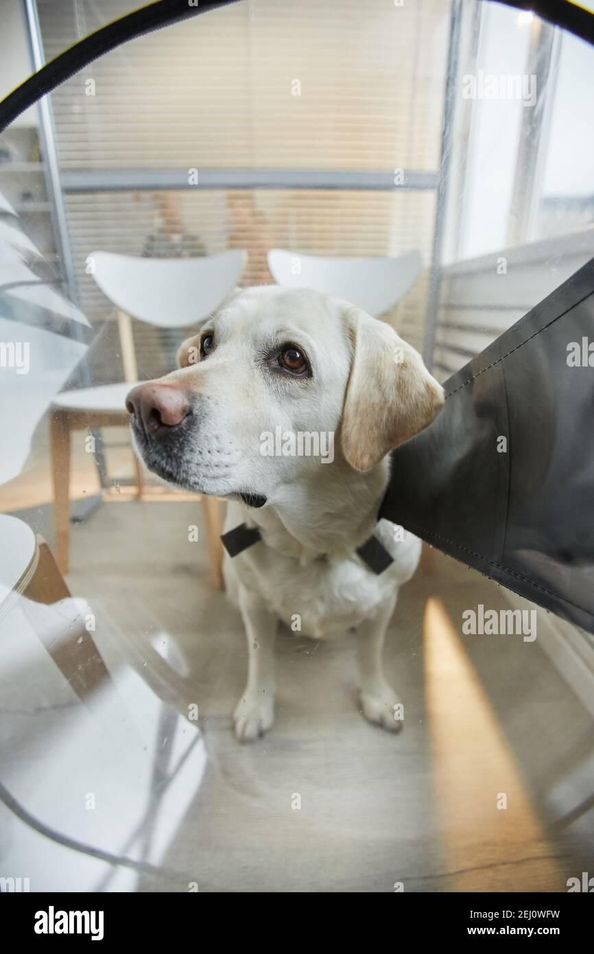 Portrait vertical en gros plan d'un chien blanc du Labrador portant un collier de protection lorsqu'il est assis dans la salle d'attente à la clinique vétérinaire, espace de copie Banque D'Images