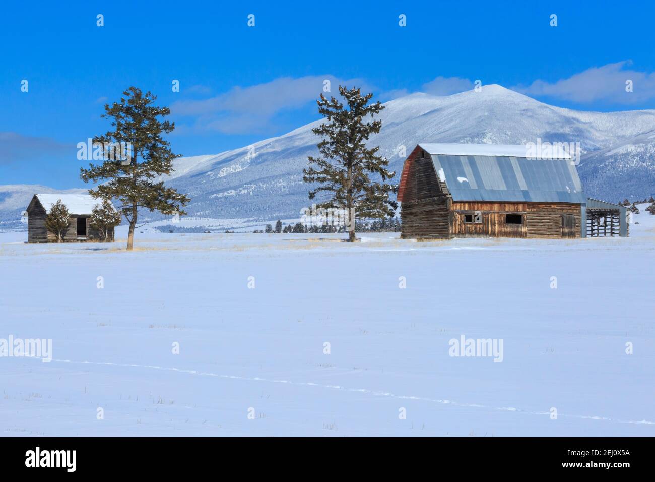 ancienne grange et cabane en hiver sous le mont baldy dans les grandes montagnes près de townsend, montana Banque D'Images