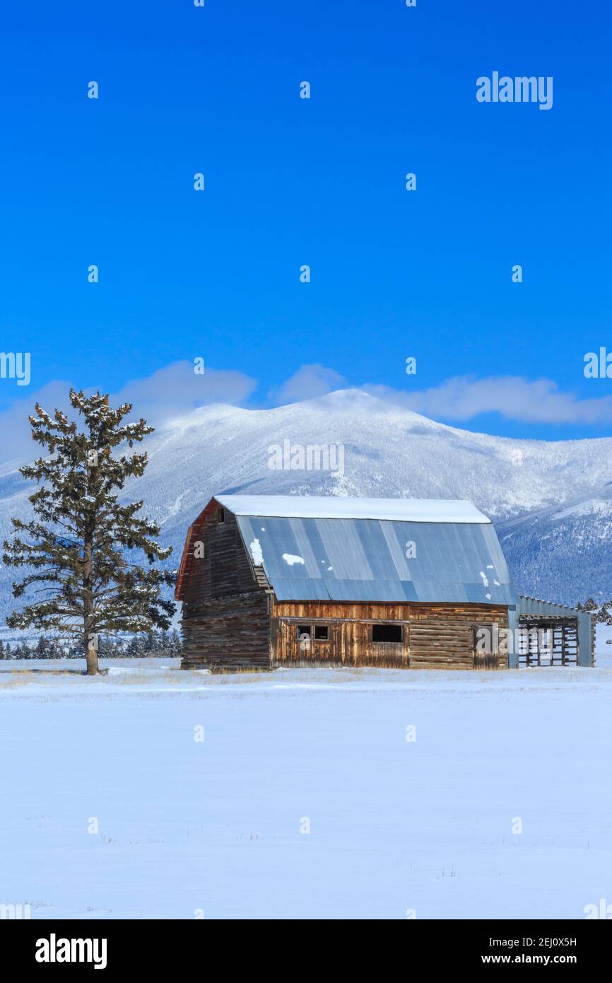 ancienne grange en bois sous le mont baldy dans les grandes montagnes près de townsend, montana Banque D'Images