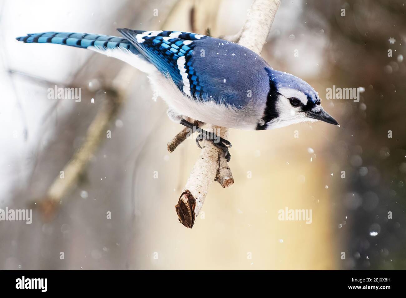 Portrait Blue jay en gros plan Banque D'Images