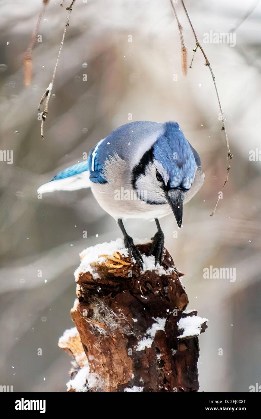 Portrait de geai bleu au milieu des averses de neige hivernales Banque D'Images