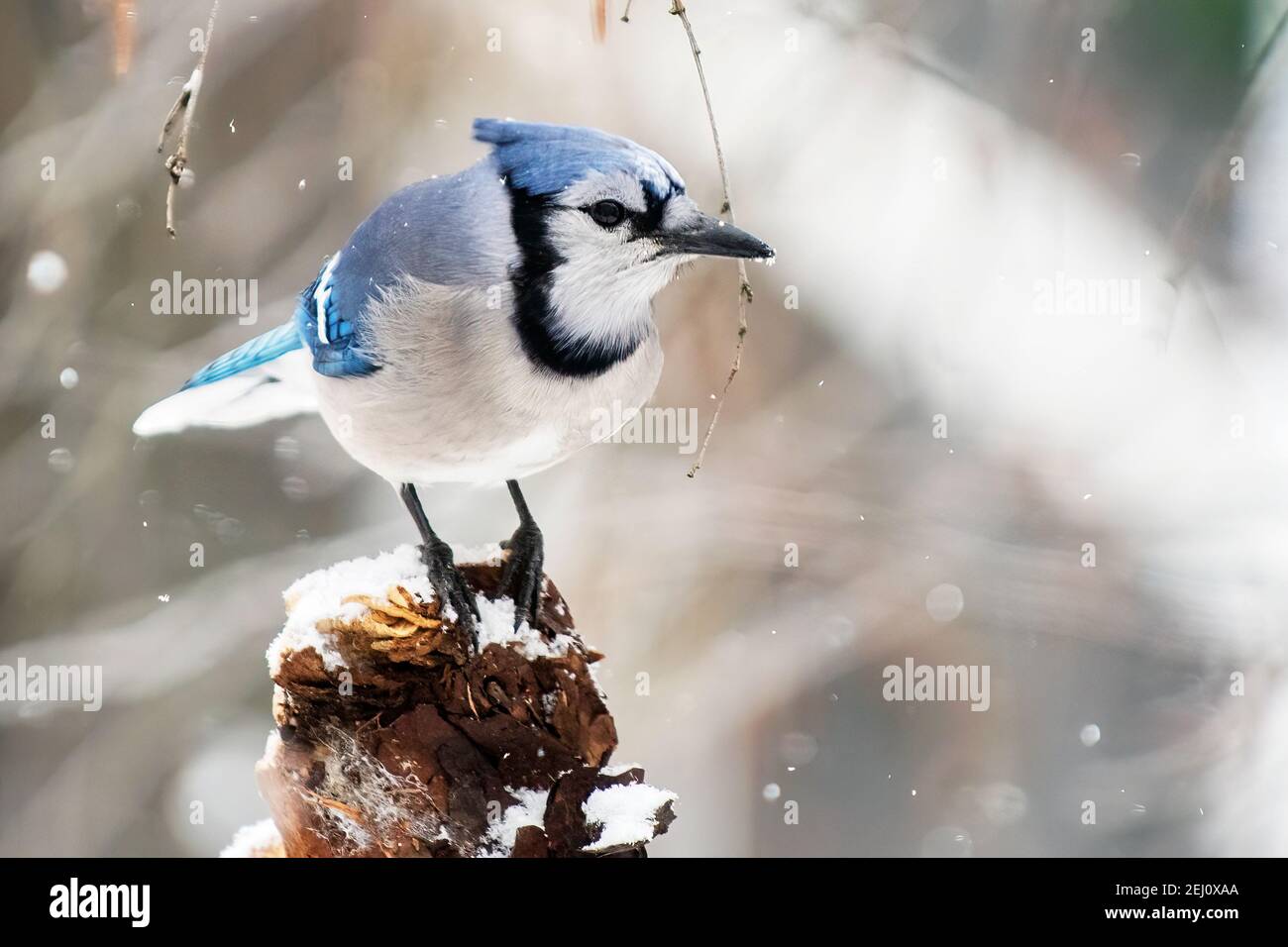 Portrait de geai bleu au milieu des averses de neige hivernales Banque D'Images
