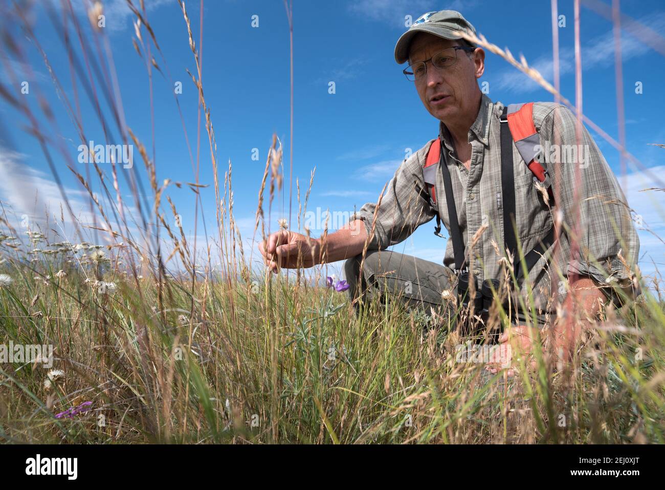 Jeff Fields, gestionnaire de programme pour la réserve Zumwalt Prairie de TNC, en Oregon, inspecte les conditions de la réserve. Banque D'Images