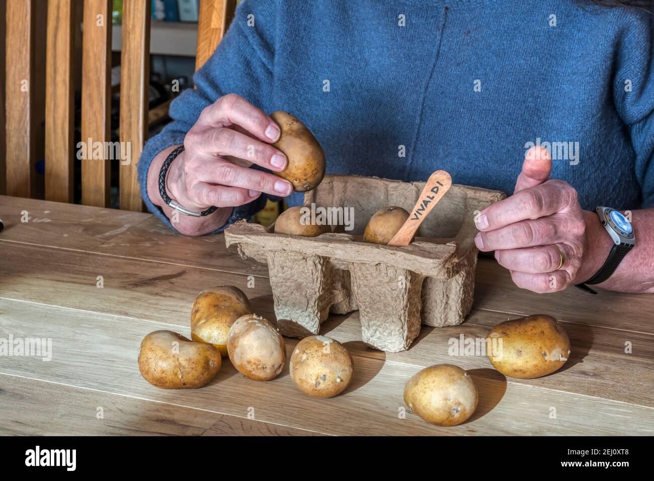 Femme assise à table triant les pommes de terre Vivaldi pour les mettre dans des boîtes à œufs avec des étiquettes. Encourage les pousses fortes avant la plantation. Banque D'Images