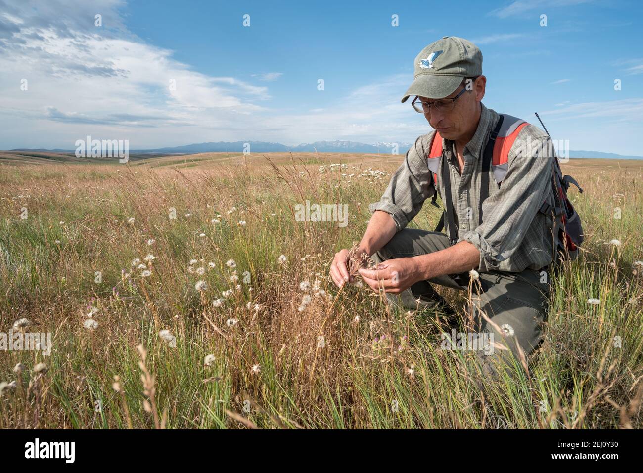 Jeff Fields, gestionnaire de programme pour la réserve Zumwalt Prairie de TNC, en Oregon, inspecte les conditions de la réserve. Banque D'Images