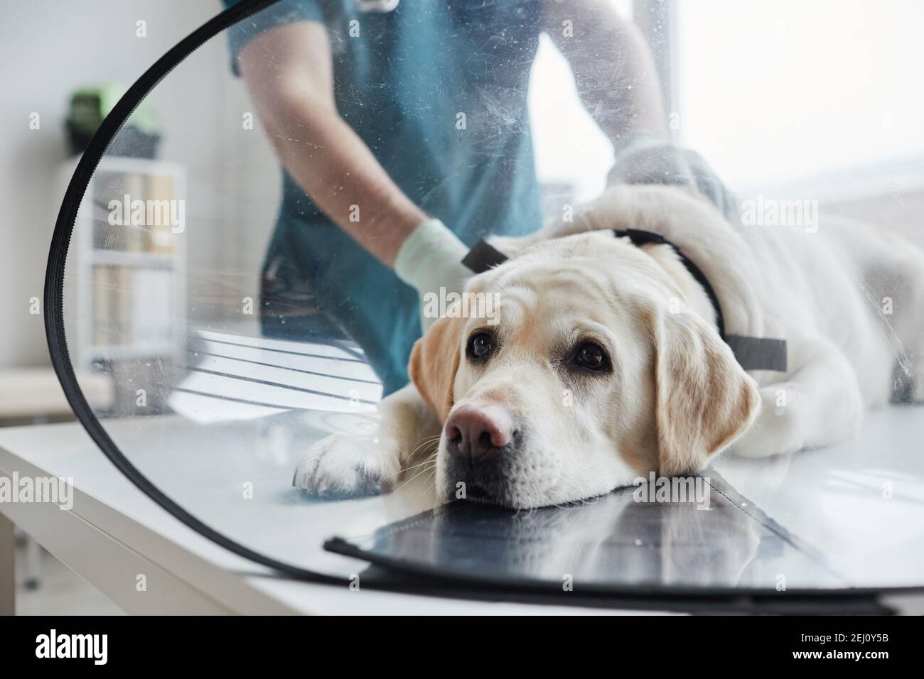 Portrait en gros plan d'un chien blanc du Labrador portant un collier de protection pendant l'examen à la clinique vétérinaire, espace de copie Banque D'Images