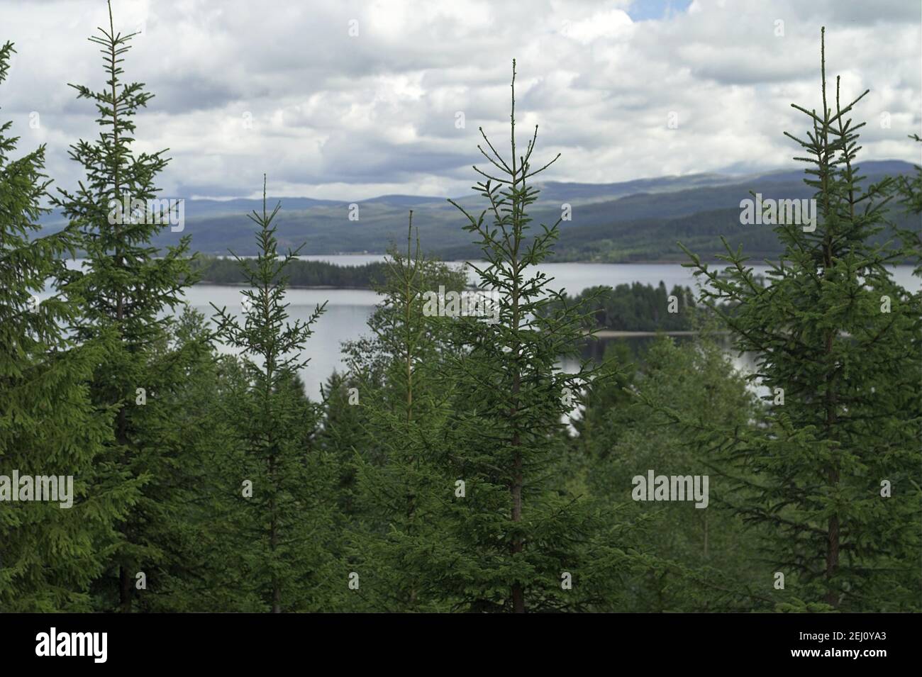 Norvège, Norwegen; lacs et collines entourés de verdure - un paysage typique d'été du centre de la Norvège. Eine typische Landschaft Mittelnorwegens. Banque D'Images