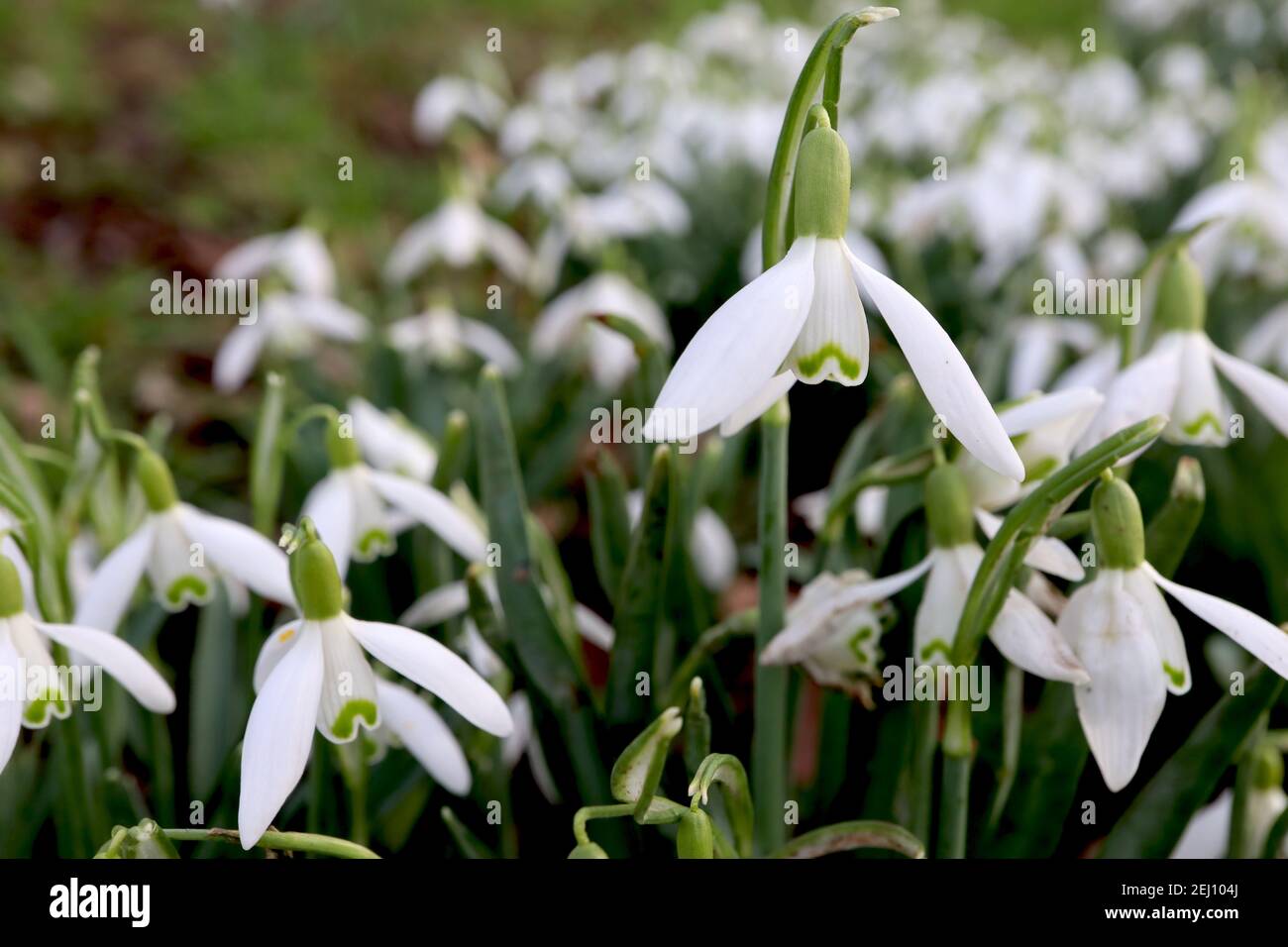 Galanthus elwesii Giant Snowdrop – Pendent blanc cloches fleurs avec la moustache-like green marking, février, Angleterre, Royaume-Uni Banque D'Images
