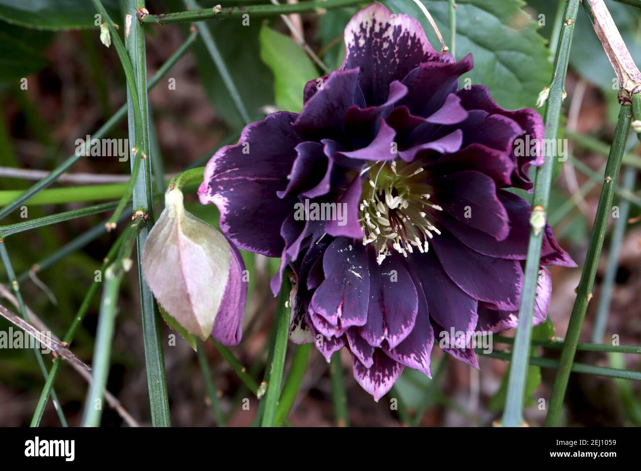 Helleborus x hybridus ‘Double Ellen Purple’ hellebore Double Ellen Purple – fleurs doubles pourpres profondes aux bords roses foncé, février, Angleterre, Royaume-Uni Banque D'Images