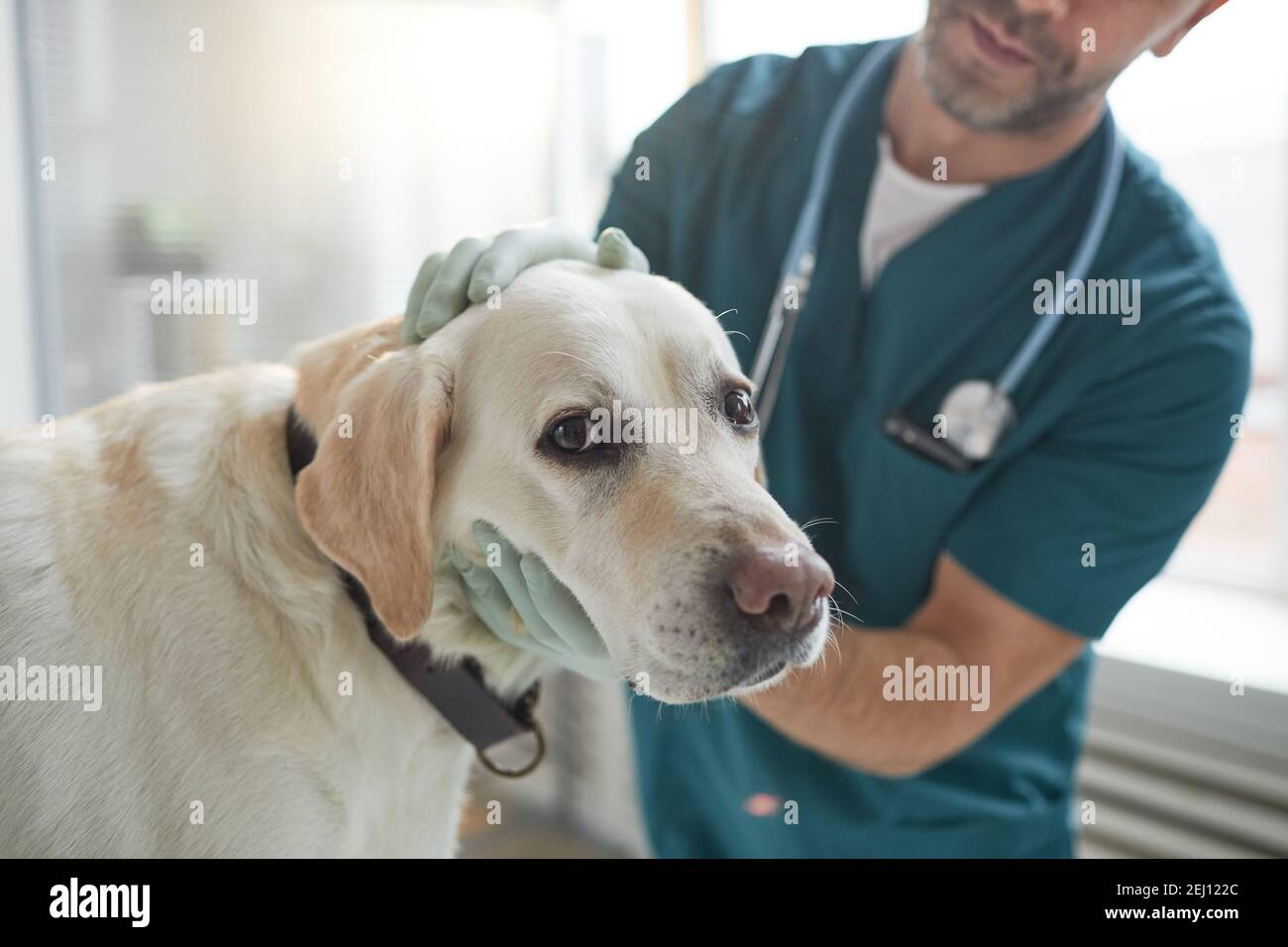 Portrait d'un grand chien blanc regardant l'appareil-photo pendant l'examen à la clinique vétérinaire, espace de copie Banque D'Images