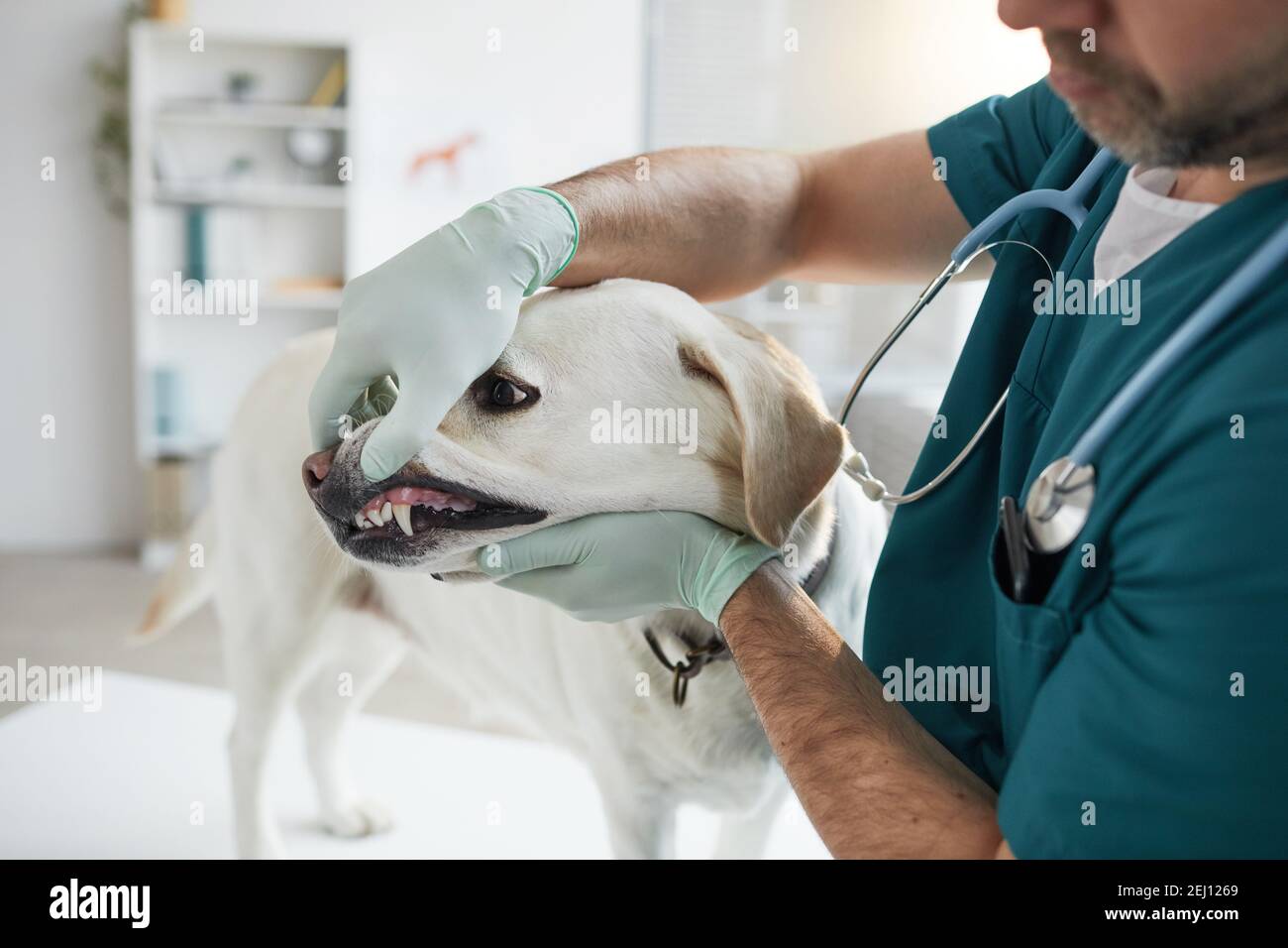 Portrait de culture de vétérinaire mature examinant les dents de chiens pendant la consultation à la clinique vétérinaire, espace de copie Banque D'Images