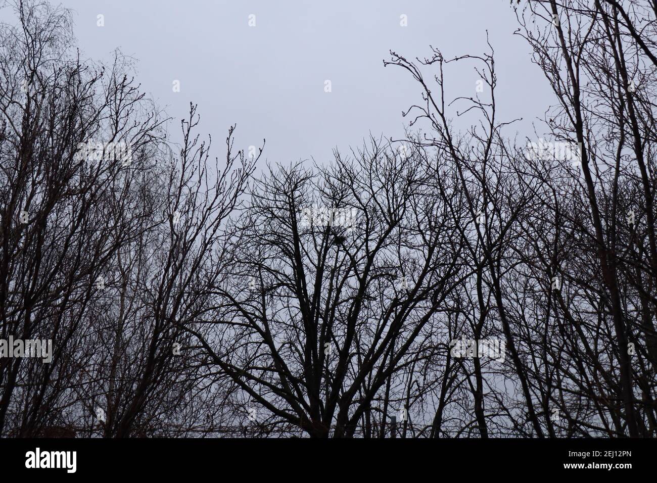 En regardant vers le haut, en regardant des branches d'arbre devant un ciel gris et brumeux créant une ambiance bleue. Banque D'Images