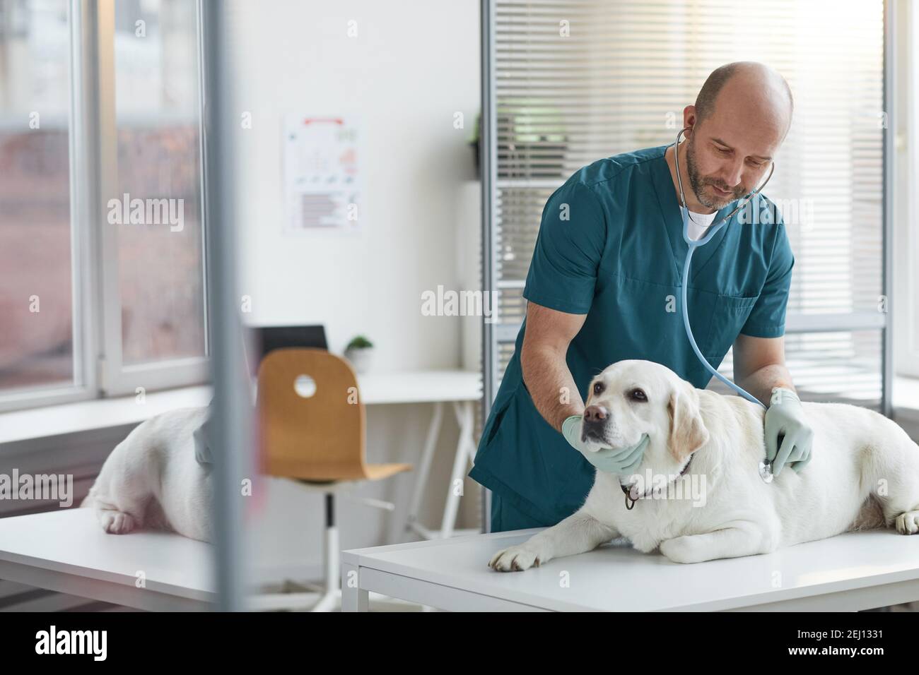 Portrait du vétérinaire mature à l'écoute du battement de coeur du chien pendant l'examen à la clinique vétérinaire, copier l'espace Banque D'Images