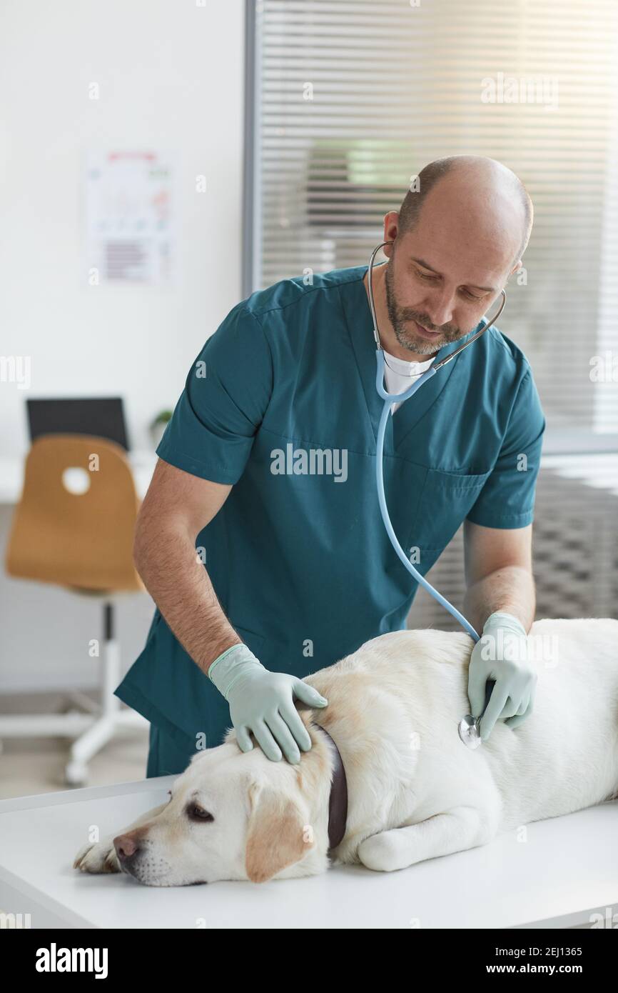 Portrait vertical du vétérinaire mature à l'écoute du battement de coeur du chien pendant l'examen à la clinique vétérinaire Banque D'Images