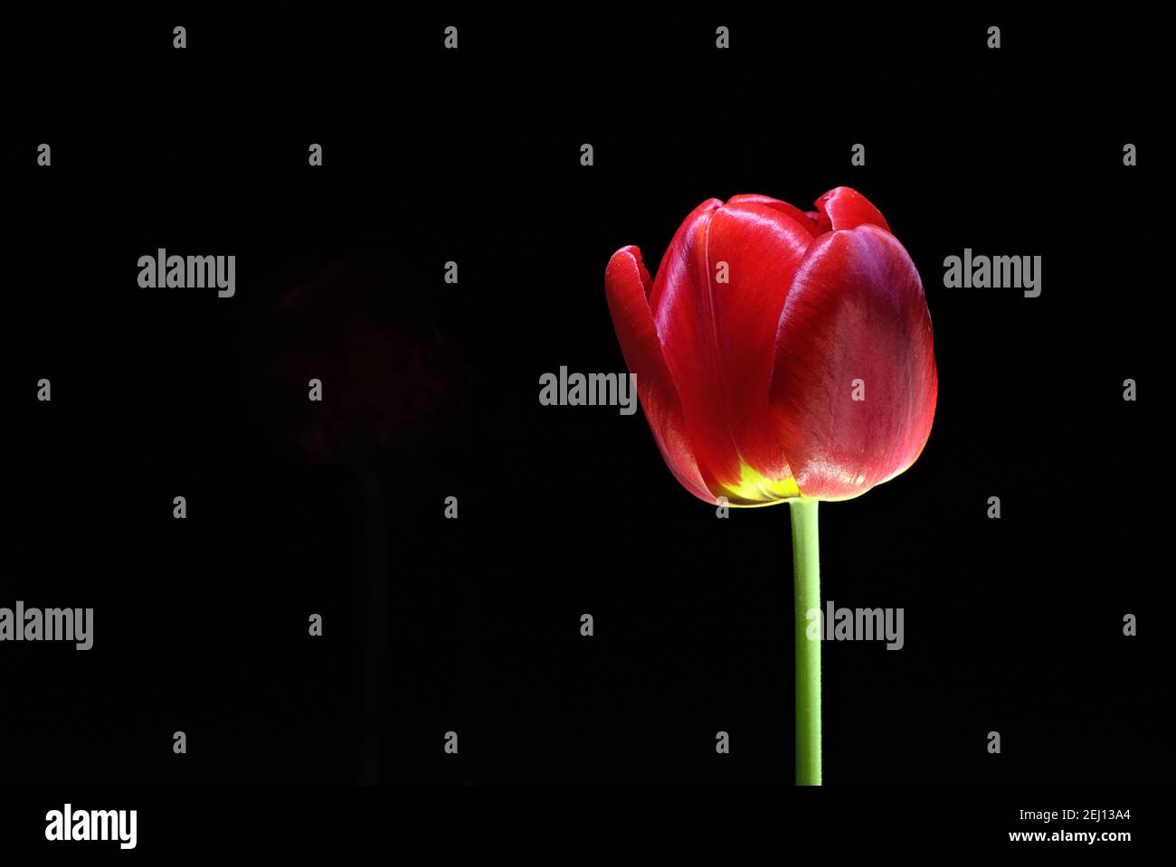 Vue latérale sur magnifique tulipe rouge avec fond noir Banque D'Images