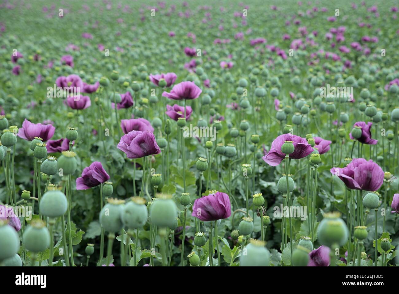 Champ de Papaver somniferum par temps nuageux Banque D'Images