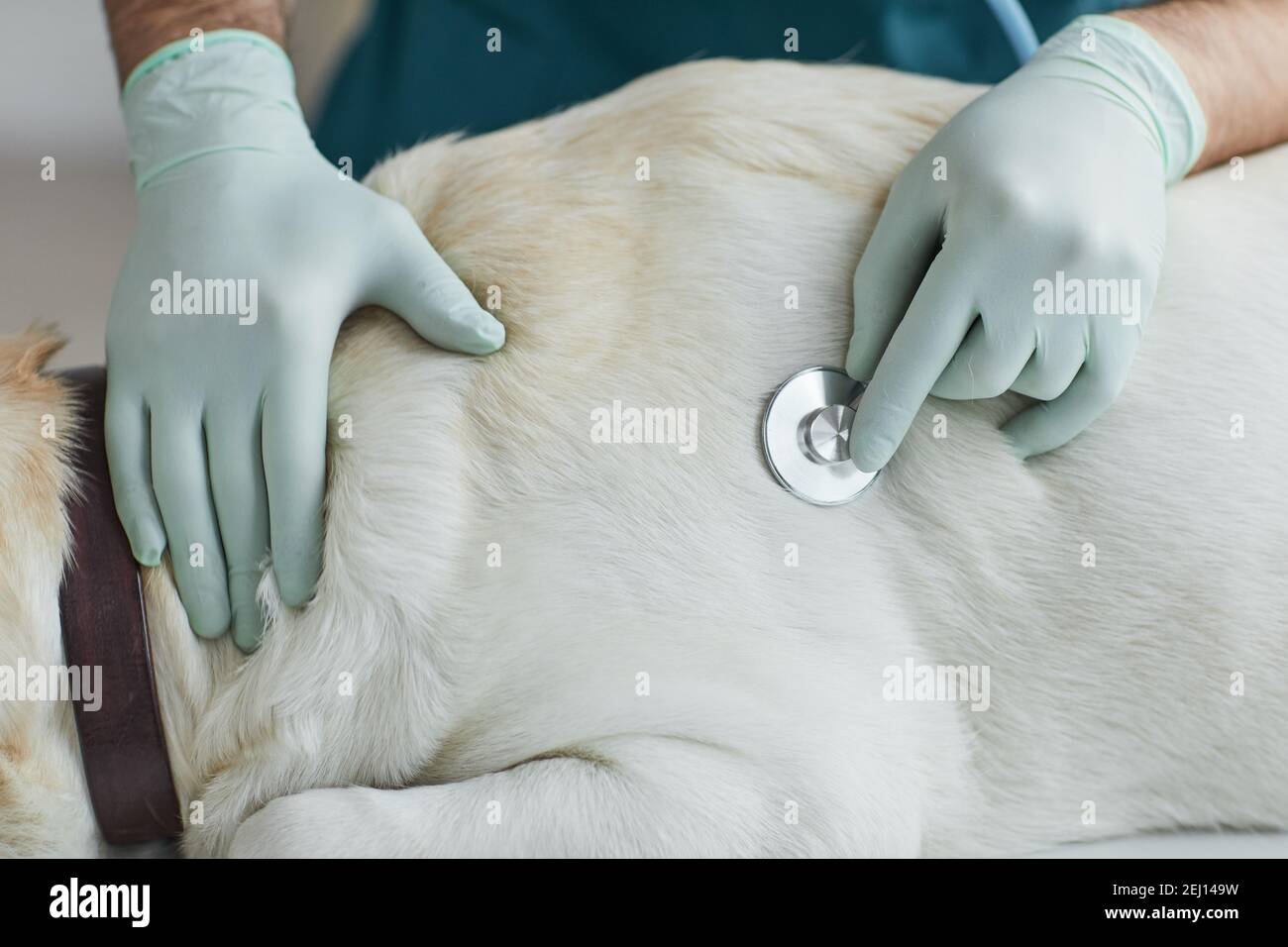 Gros plan d'un vétérinaire masculin méconnaissable à l'écoute du rythme cardiaque du chien pendant l'examen à la clinique vétérinaire, copier l'espace Banque D'Images