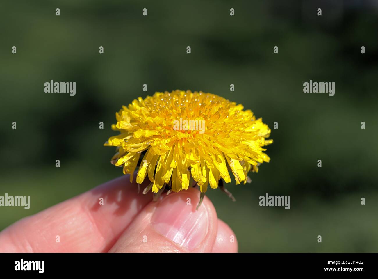 Fleur jaune de pissenlit dans la main de l'homme, Taraxacum, fond vert Banque D'Images