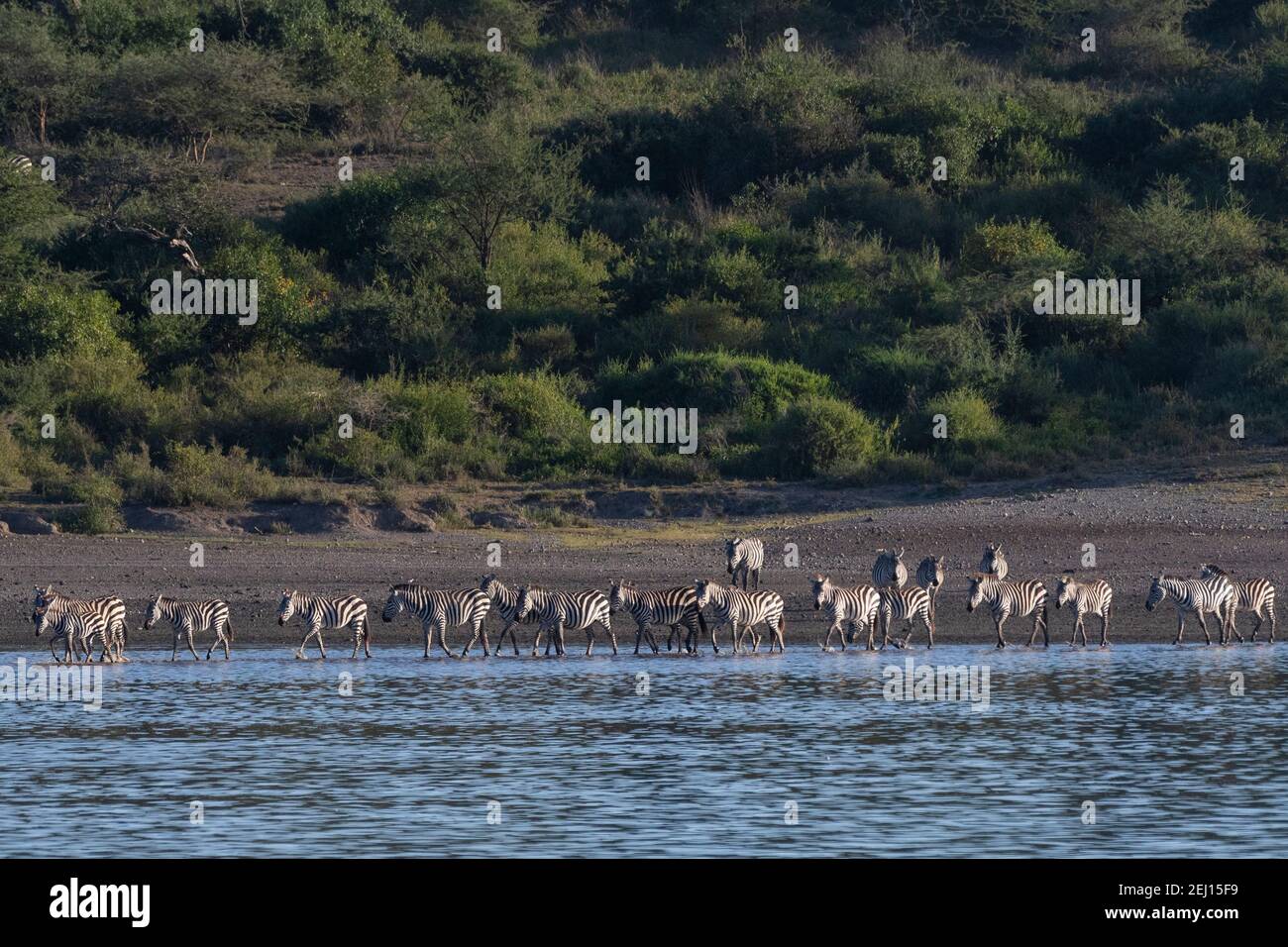 Zèbres communes (Equus quagga) traversant le lac Ndutu, zone de conservation de Ngorongoro, Serengeti, Tanzanie. Banque D'Images