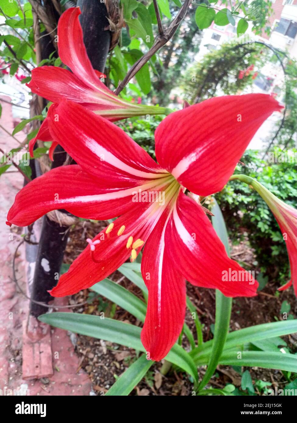 st josephs lily, hippeastrum johnsonii, rouge vif amaryllis. fleur rouge dans le jardin de la nature. gros plan. maison jardinage hobby Banque D'Images