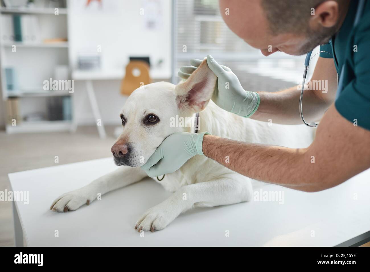 Portrait de culture de vétérinaire mature examinant les oreilles et l'audition de chien blanc à la clinique vétérinaire, espace de copie Banque D'Images
