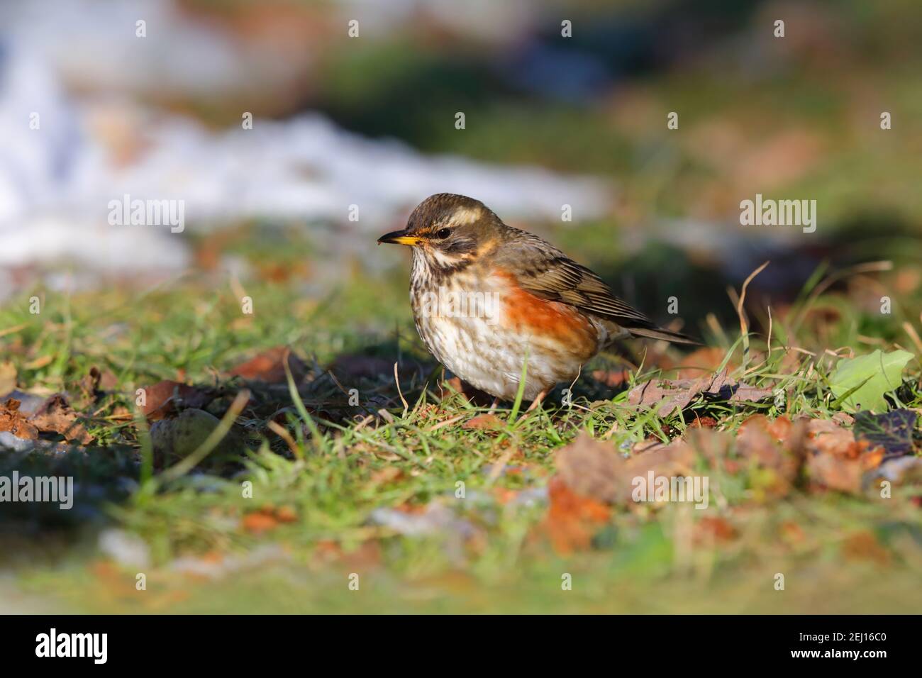 Un redond adulte (Turdus iliacus) Se nourrir au sol dans un jardin britannique Banque D'Images