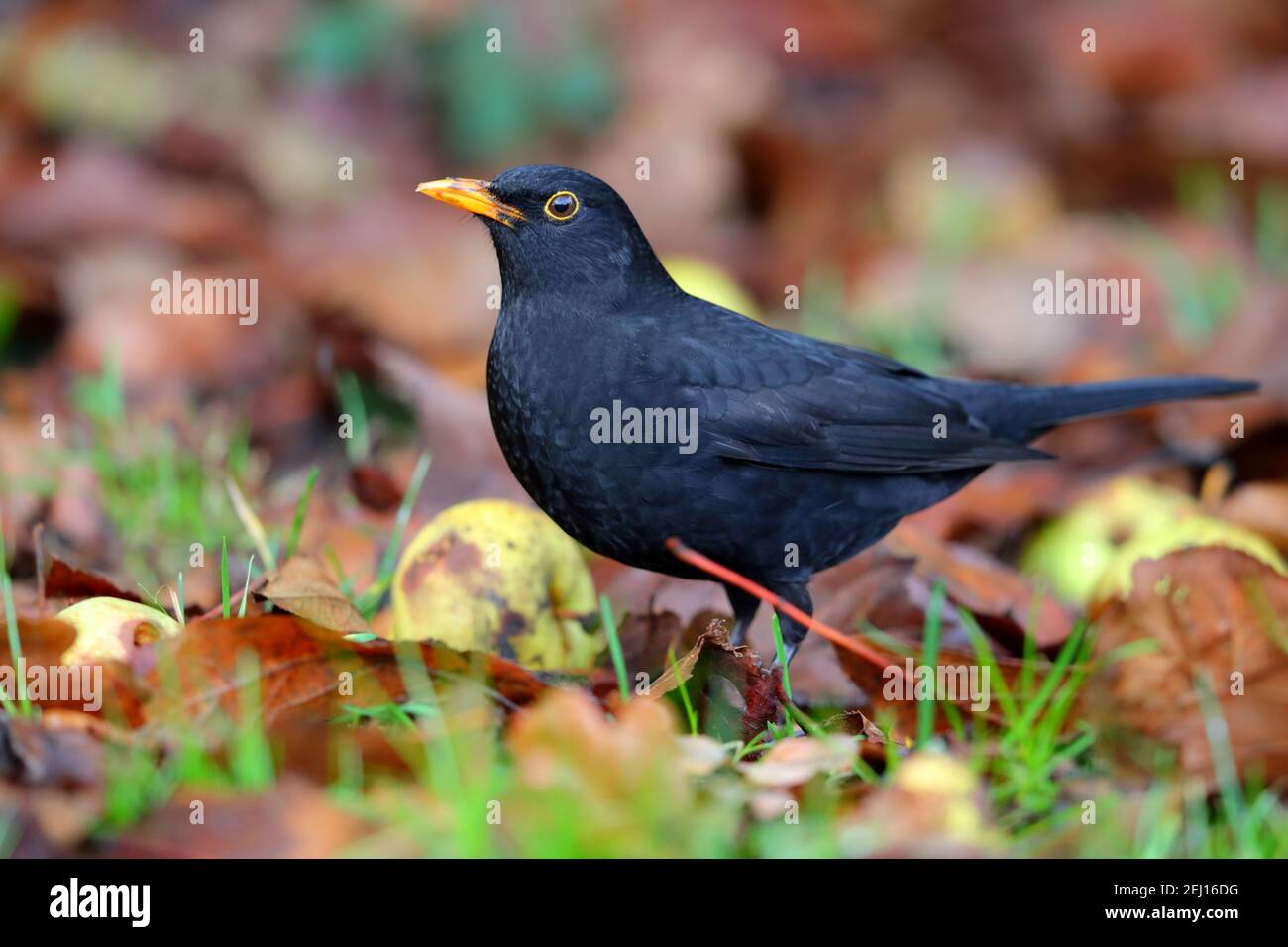 Un mâle adulte, à tête noire commune ou eurasienne (Turdus merula), se nourrissant de pommes parmi des feuilles mortes sur une pelouse de jardin à Suffolk, au Royaume-Uni Banque D'Images