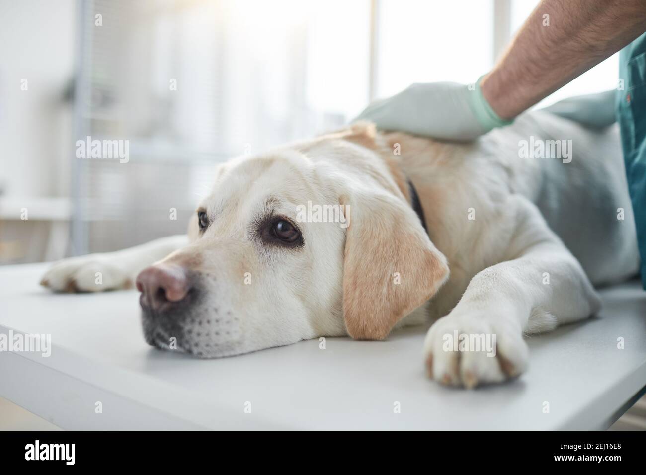 Gros plan du chien blanc du Labrador allongé sur la table d'examen dans la clinique vétérinaire, espace de copie Banque D'Images