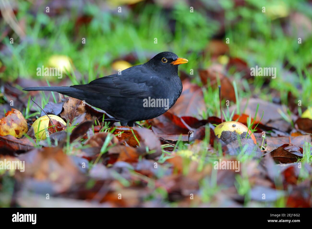 Un mâle adulte, à tête noire commune ou eurasienne (Turdus merula), se nourrissant de pommes parmi des feuilles mortes sur une pelouse de jardin à Suffolk, au Royaume-Uni Banque D'Images