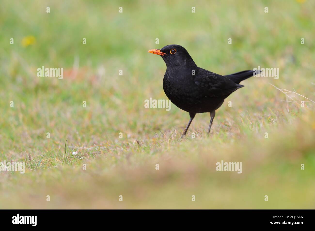 Un mâle adulte, à tête noire commune ou eurasienne (Turdus merula) Dans un jardin au Royaume-Uni Banque D'Images