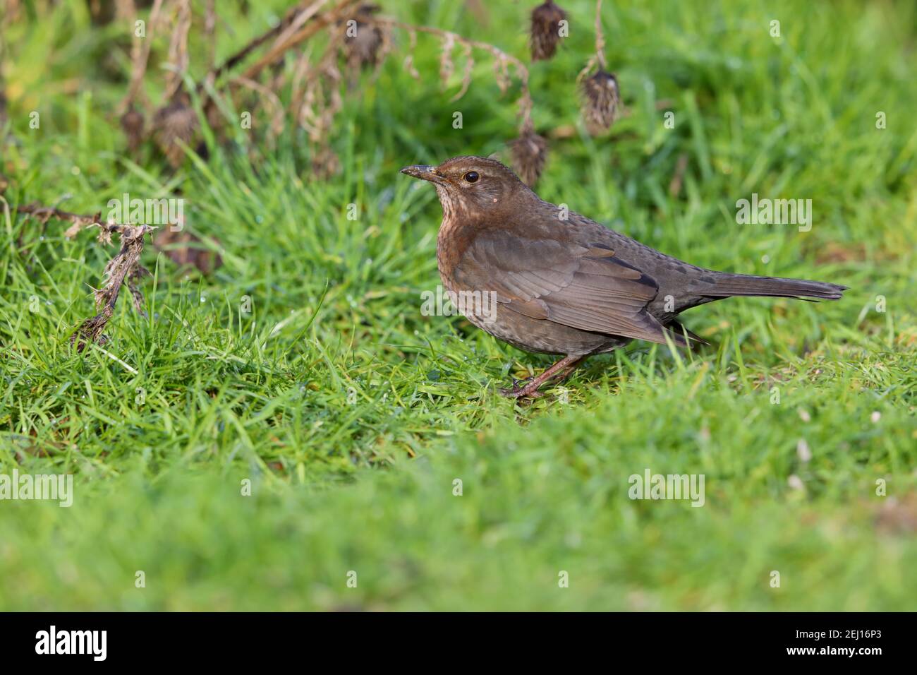 Une femelle adulte, à tête noire commune ou eurasienne (Turdus merula), se nourrissant sur une pelouse de jardin à Suffolk, au Royaume-Uni Banque D'Images