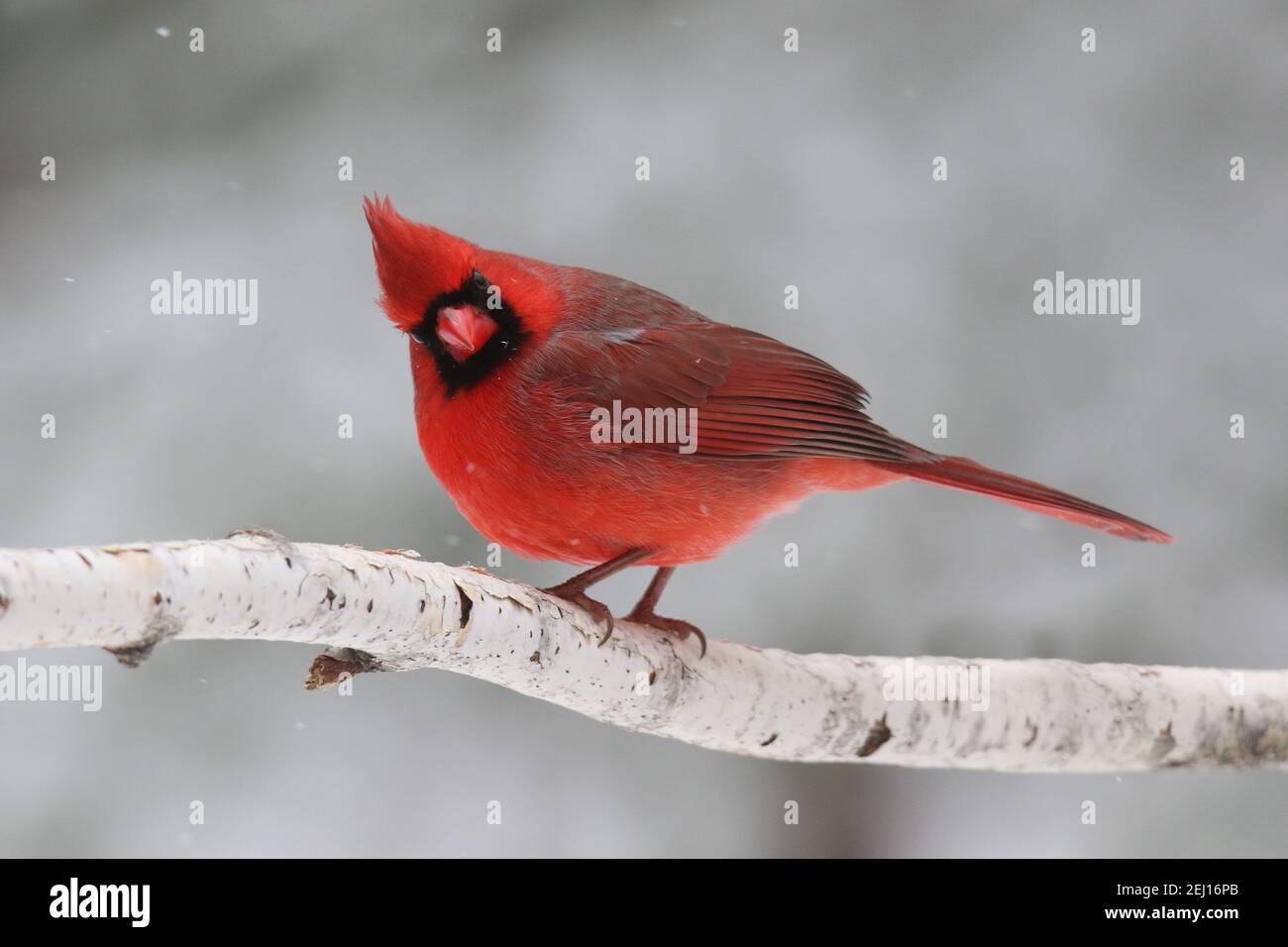 Un cardinal rouge vif cardinal cardinalis cardinalis se perçant dessus une branche dans une tempête de neige hivernale Banque D'Images