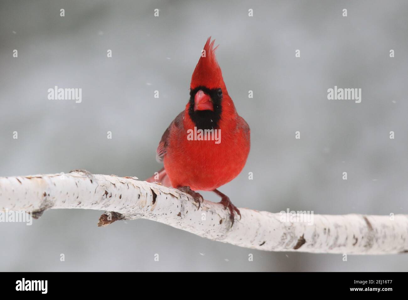 Un cardinal rouge vif cardinal cardinalis cardinalis se perçant dessus une branche dans une tempête de neige hivernale Banque D'Images