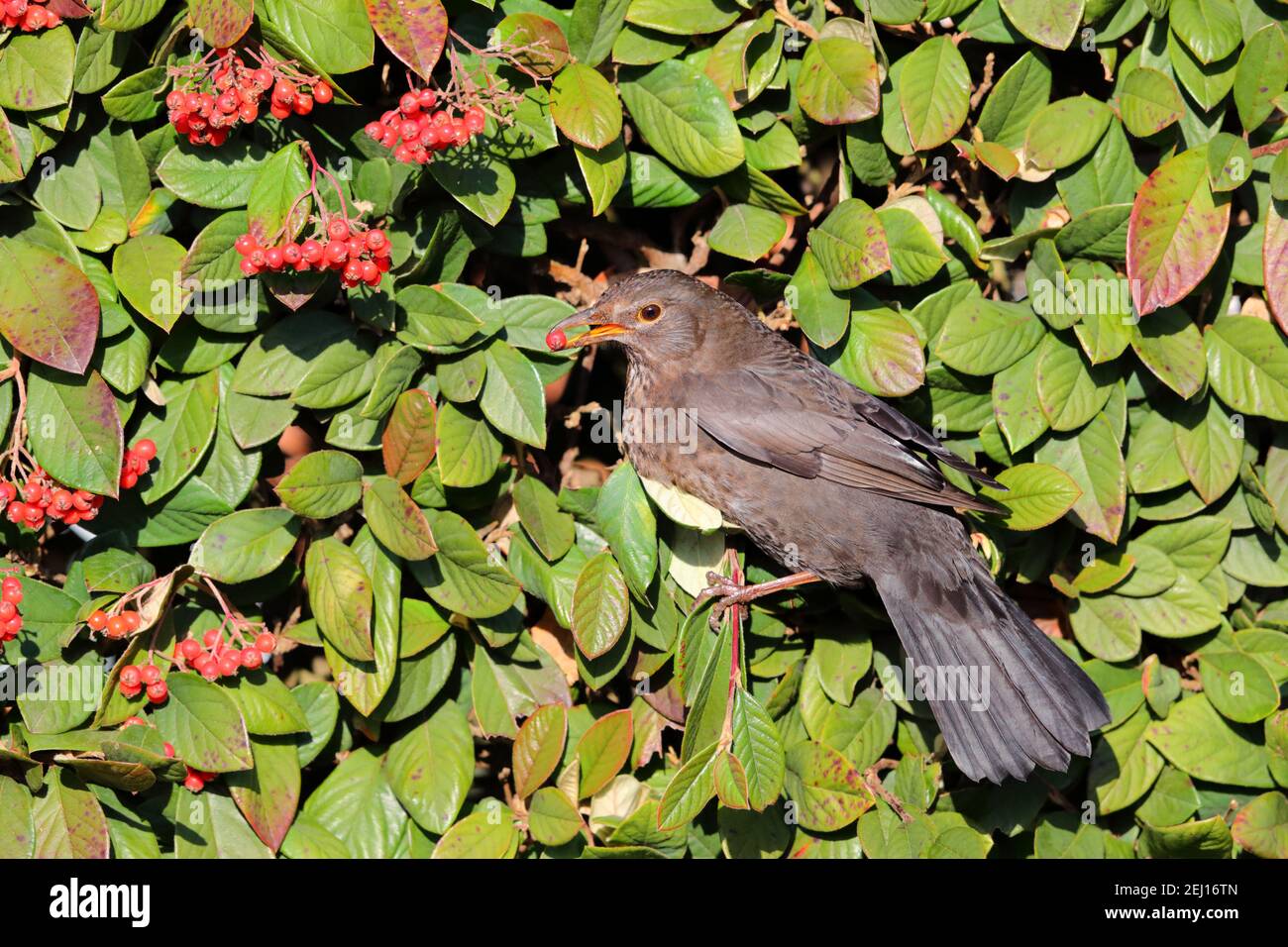 Une femelle adulte à tête noire commune ou eurasienne (Turdus merula) Alimentation de baies dans une couverture de jardin au Royaume-Uni Banque D'Images