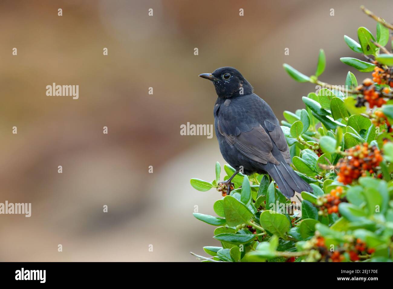 Un mâle de premier hiver Blackbird (Turdus merula) sur un buisson pittisporum sur les îles de Scilly, Royaume-Uni Banque D'Images