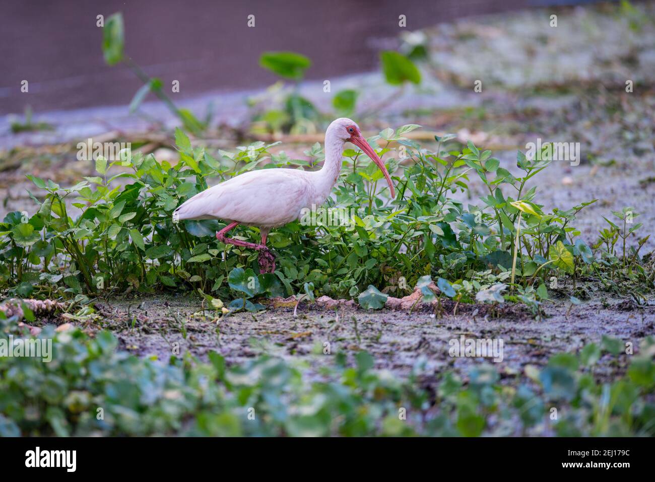 Un Ibis blanc américain à la recherche de nourriture en Floride Banque D'Images