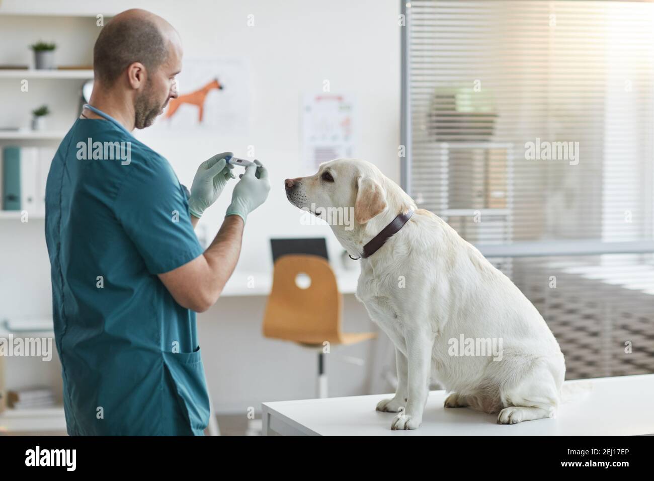 Vue latérale du chien blanc du labrador assis sur la table d'examen à la clinique vétérinaire avec thermomètre vétérinaire mature, espace de copie Banque D'Images
