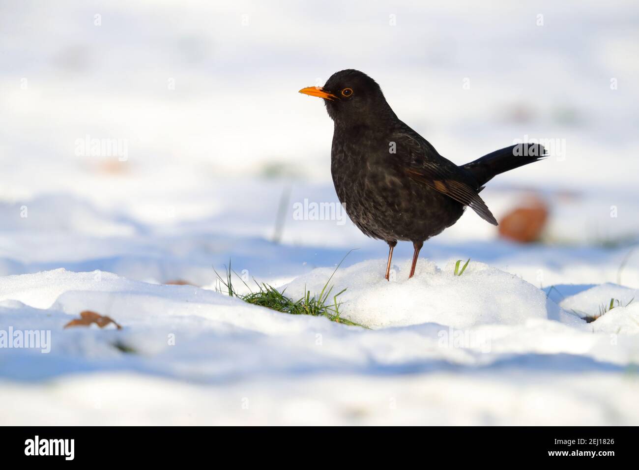 Un mâle adulte, à tête noire commune ou eurasienne (Turdus merula) Sur une pelouse enneigée en hiver au Royaume-Uni Banque D'Images