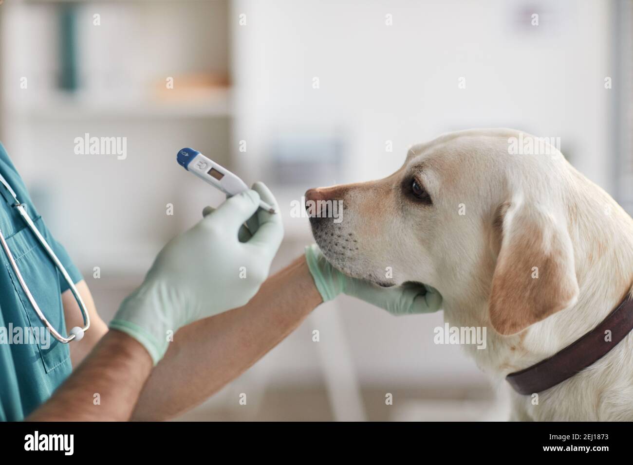 Vue latérale gros plan d'un chien blanc du labrador assis table d'examen à la clinique vétérinaire avec thermomètre de maintien vétérinaire mature Banque D'Images