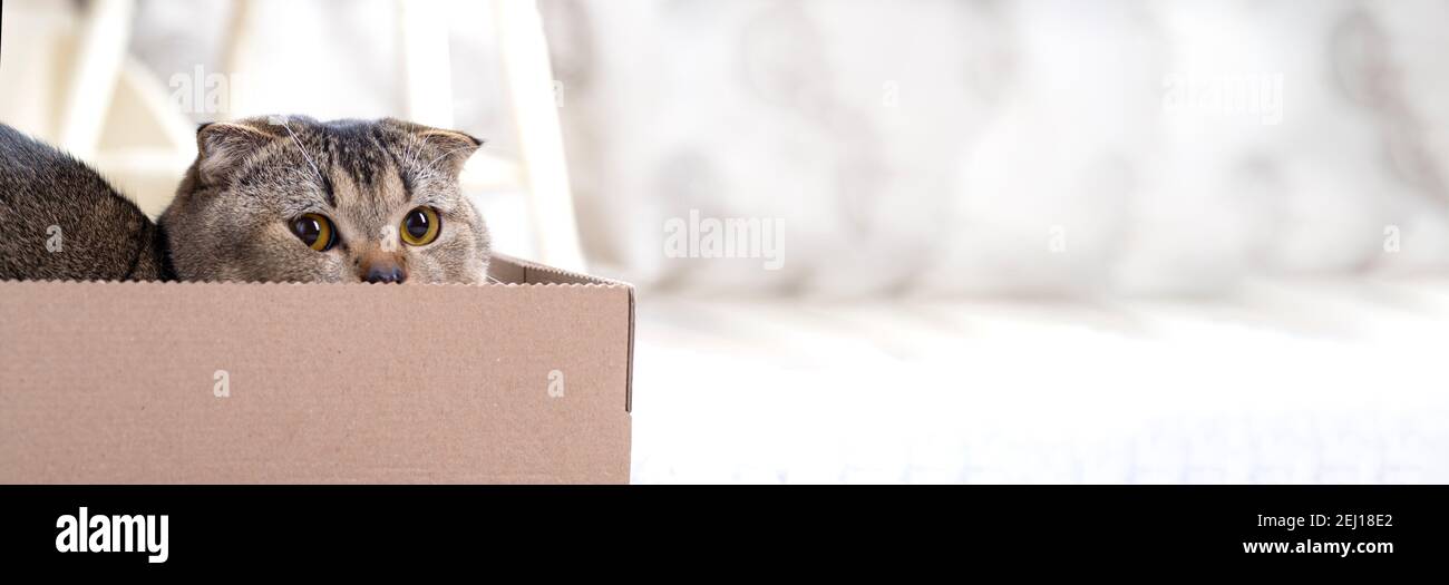 Scotch plier le chat dans une boîte en carton sur le plancher de la salle de séjour. Banque D'Images