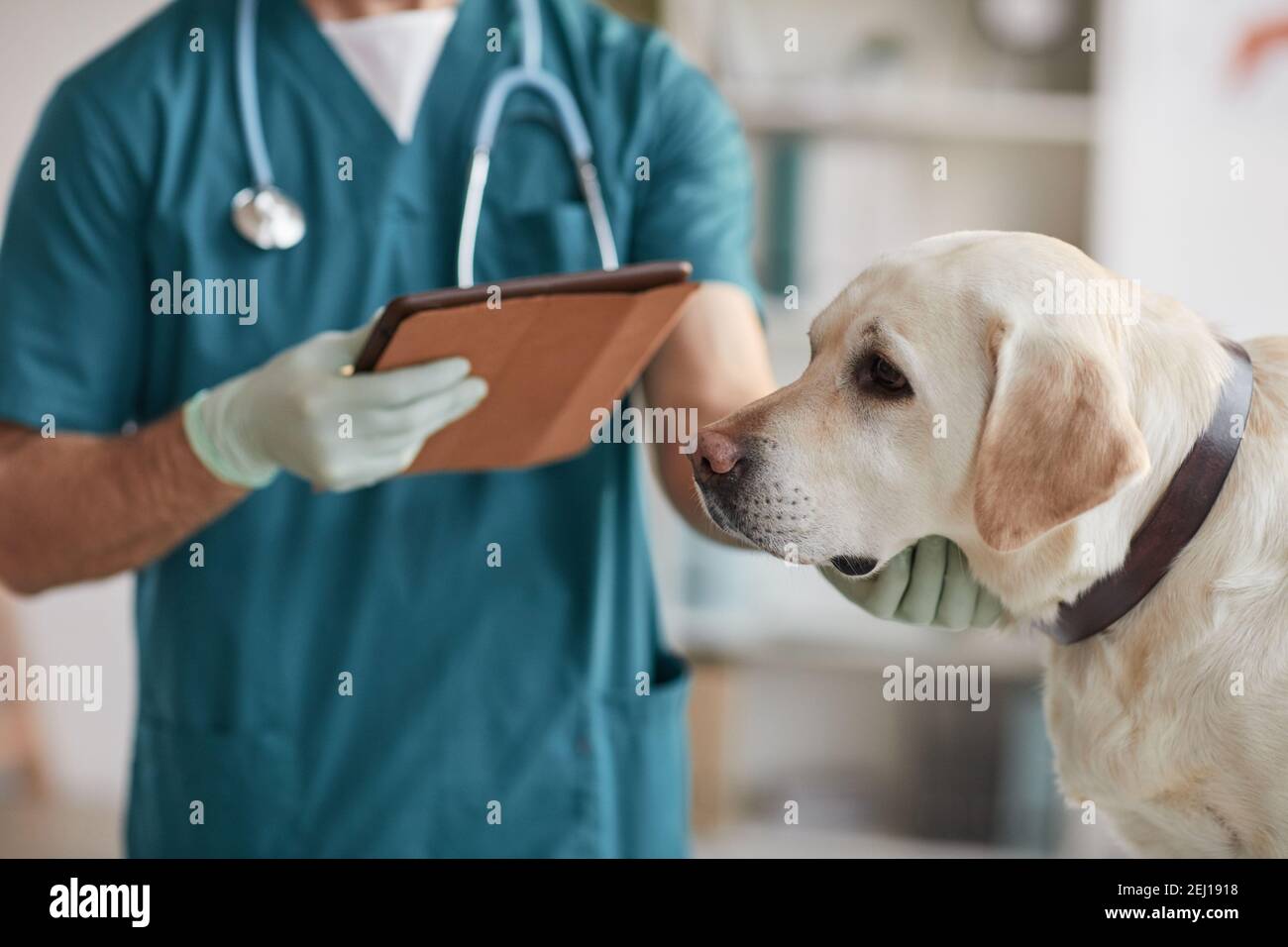 Portrait cultivé d'un vétérinaire masculin méconnaissable examinant le chien blanc du Labrador à la clinique vétérinaire, espace de copie Banque D'Images