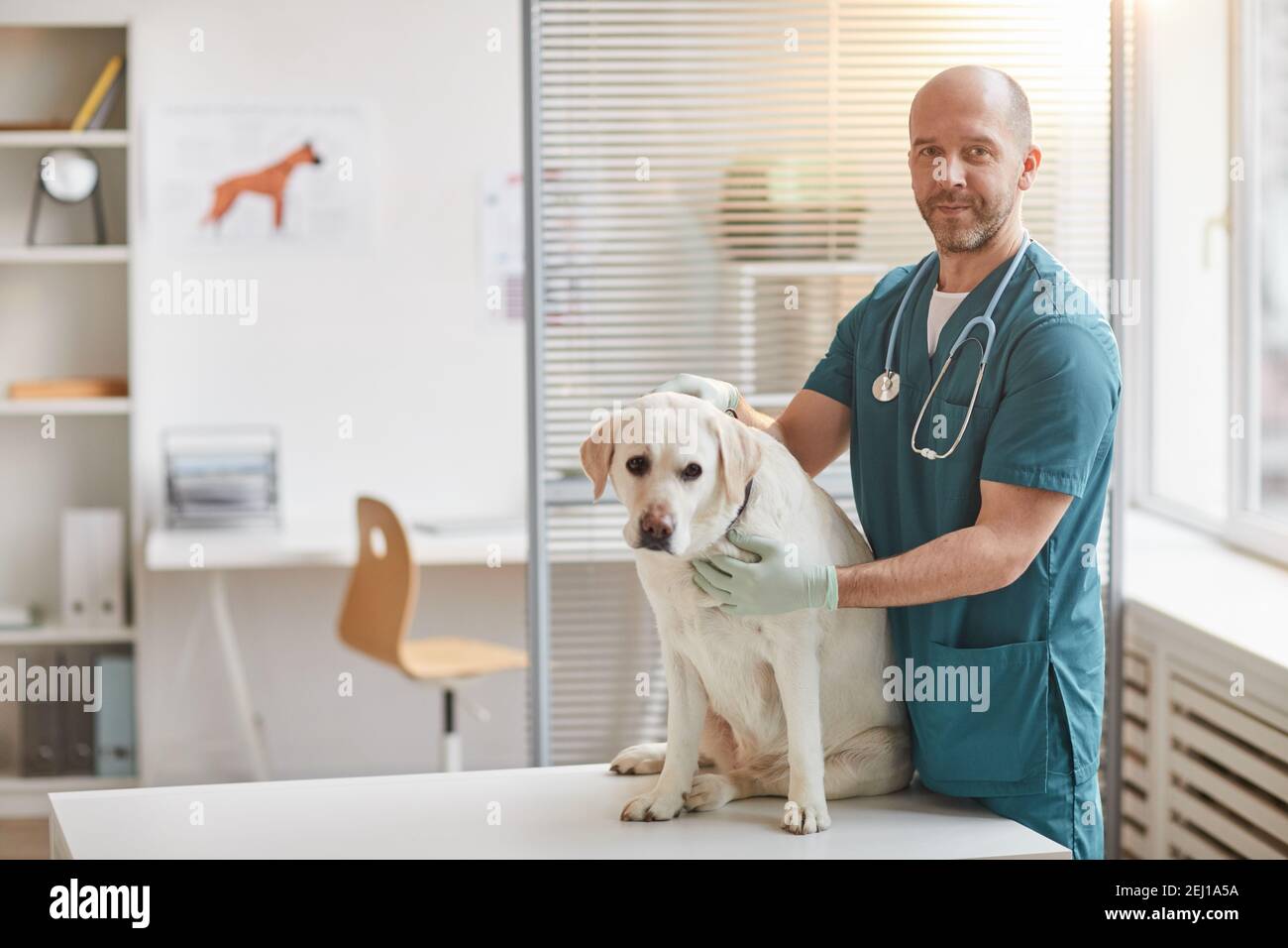 Portrait d'un vétérinaire mâle mature souriant à la caméra tout en posant avec un chien blanc du Labrador à la clinique vétérinaire, espace de copie Banque D'Images