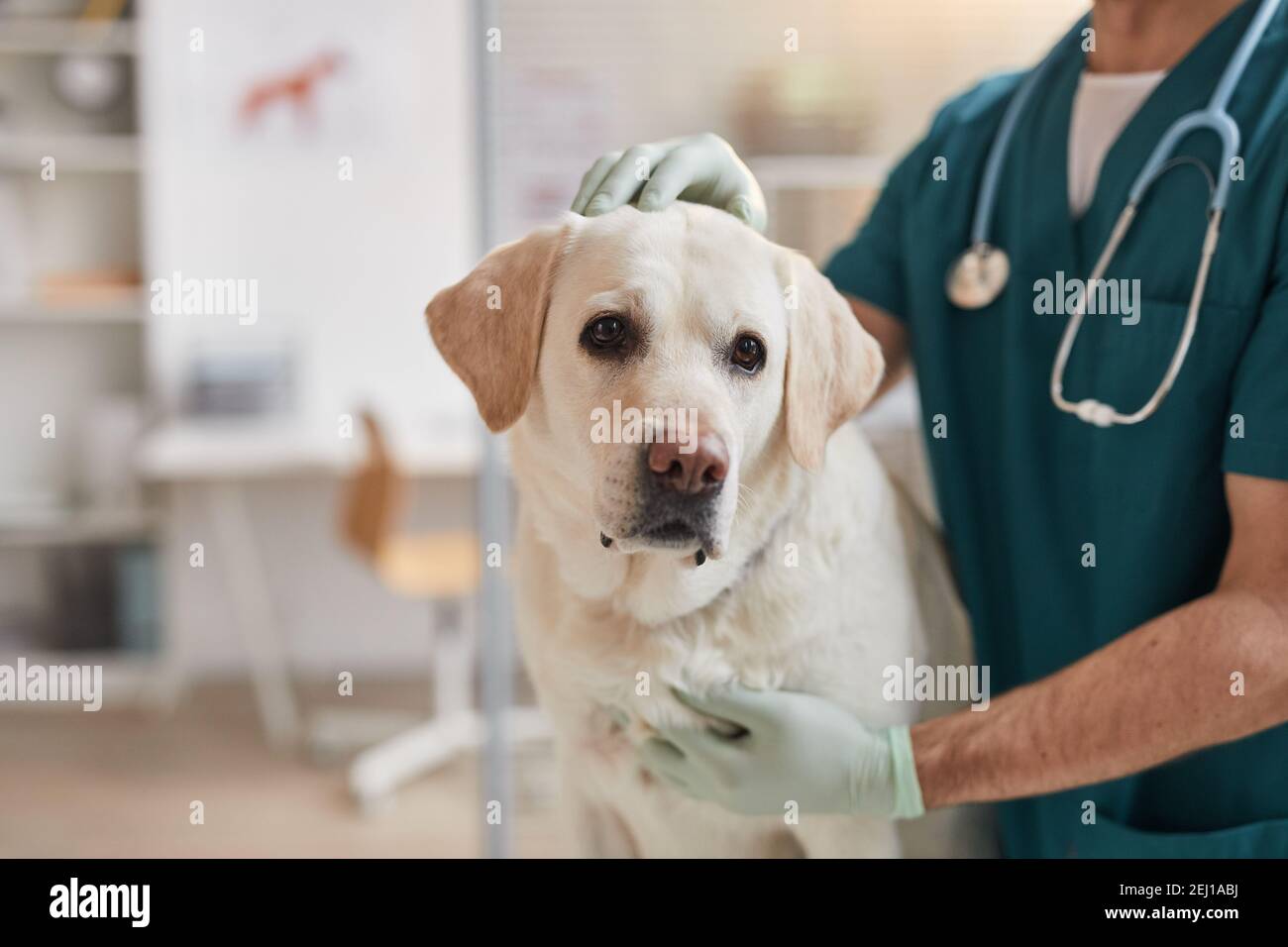 Portrait court d'un vétérinaire masculin qui portait un chien blanc du Labrador à la clinique vétérinaire, espace de copie Banque D'Images