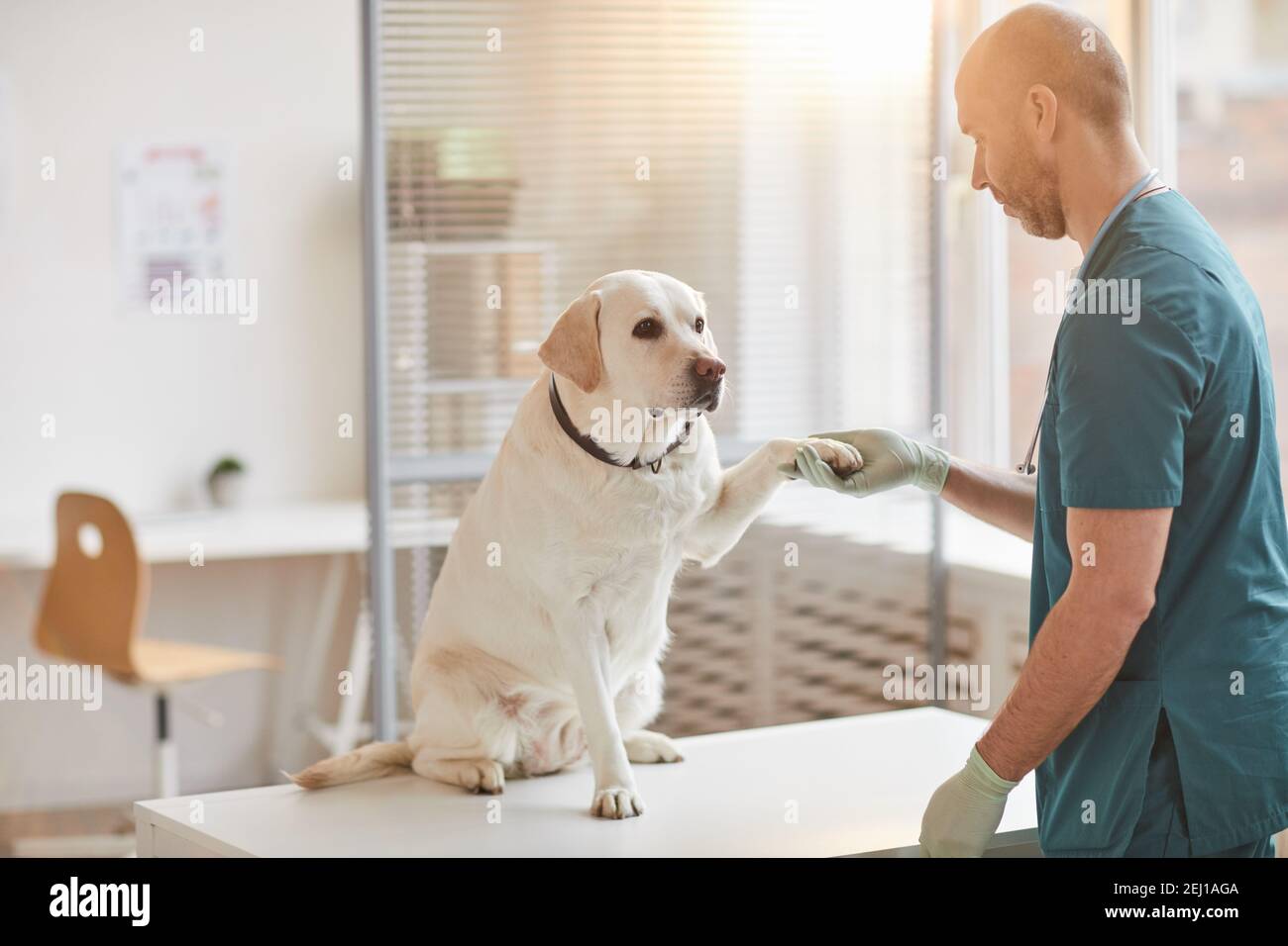 Portrait complet du chien blanc du Labrador donnant le paw au vétérinaire à la clinique vétérinaire éclairée par la lumière du soleil, espace de copie Banque D'Images