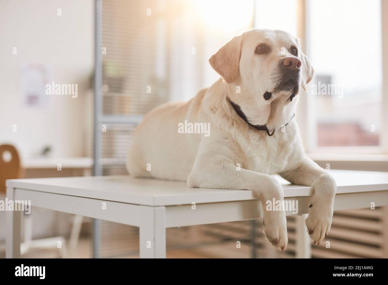 Portrait en longueur du chien blanc du Labrador allongé sur la table d'examen à la clinique vétérinaire éclairée par la lumière du soleil, espace de copie Banque D'Images