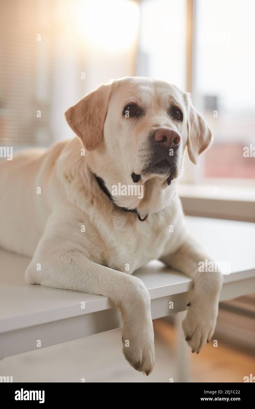 Portrait vertical du chien blanc du Labrador allongé sur la table d'examen à la clinique vétérinaire éclairée par la lumière du soleil Banque D'Images