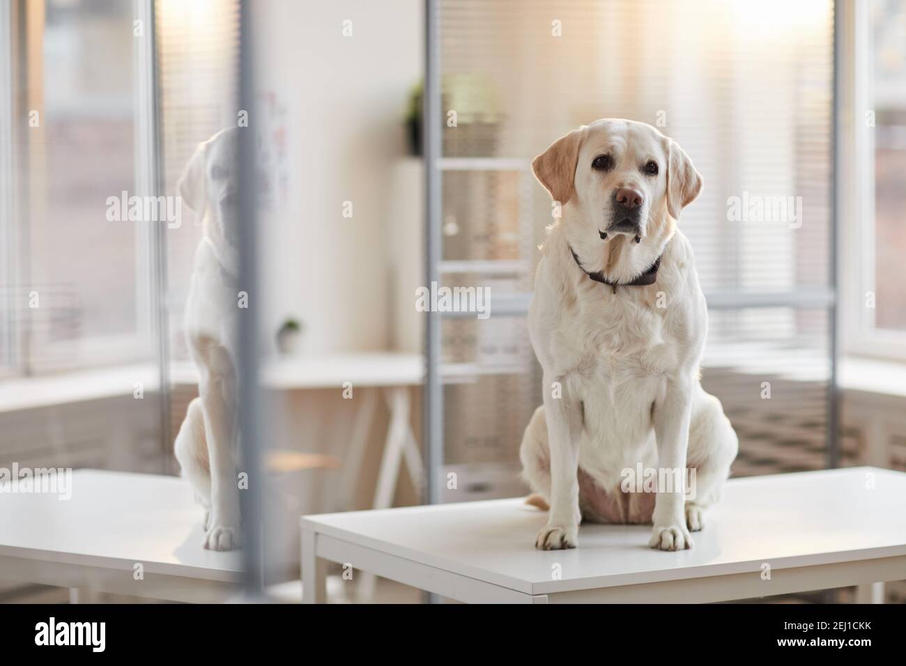 Portrait en longueur du chien blanc du Labrador assis sur la table d'examen à la clinique vétérinaire éclairée par la lumière du soleil, espace de copie Banque D'Images