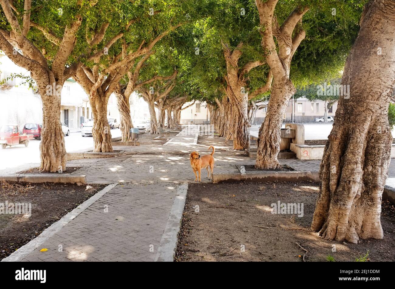avenue des arbres et chien errant à Syracuse, Sicile Banque D'Images